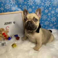 Jerry, a male French Bulldog for sale in Homestead, FL – Photo 1 of 8