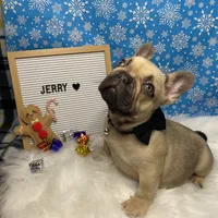 Jerry, a male French Bulldog for sale in Homestead, FL – Photo 4 of 8