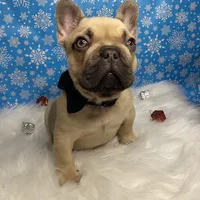 Jerry, a male French Bulldog for sale in Homestead, FL – Photo 8 of 8