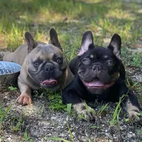 Jerry, a male French Bulldog for sale in Homestead, FL – Photo 7 of 8
