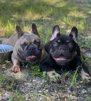 processed/b77dd193-83c1-421a-bf4c-17c194d12acb/listing/ef514d10-da14-46b3-98e9-096204ef3918/ed8d3e40-6ad7-4749-a463-ad0be38af444