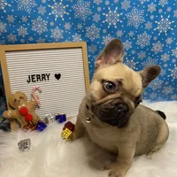 Jerry, a male French Bulldog for sale in Homestead, FL – Photo 5 of 8