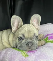 Elsa, a female French Bulldog for sale in Homestead, FL – 3 of 8