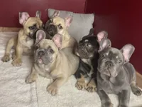 Buzz, a male French Bulldog for sale in Homestead, FL – 6 of 7