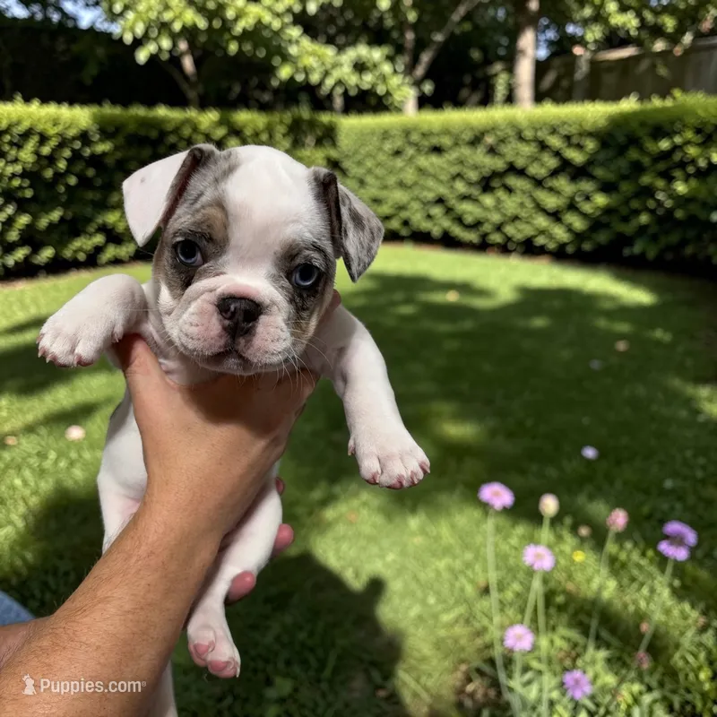 Gunther – French Bulldog puppy for sale in Fort Worth, TX