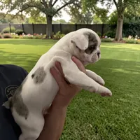 Gunther, a male French Bulldog for sale in Fort Worth, TX – 2 of 2