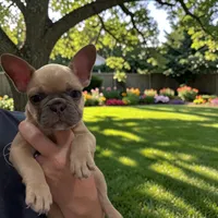 Petunia, a female French Bulldog for sale in Fort Worth, TX – 1 of 2