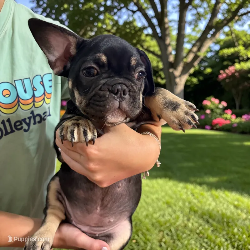 Rosita – French Bulldog puppy for sale in Fort Worth, TX