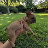 Petunia, a female French Bulldog for sale in Fort Worth, TX – 2 of 2