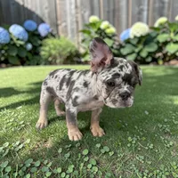 Baloo, a male French Bulldog for sale in Fort Worth, TX – 2 of 2