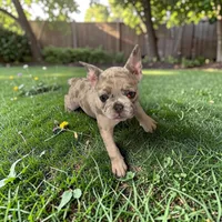 Luna, a female French Bulldog for sale in Fort Worth, TX – 1 of 1