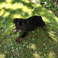 Rosita, a female French Bulldog for sale in Fort Worth, TX – 1 of 1