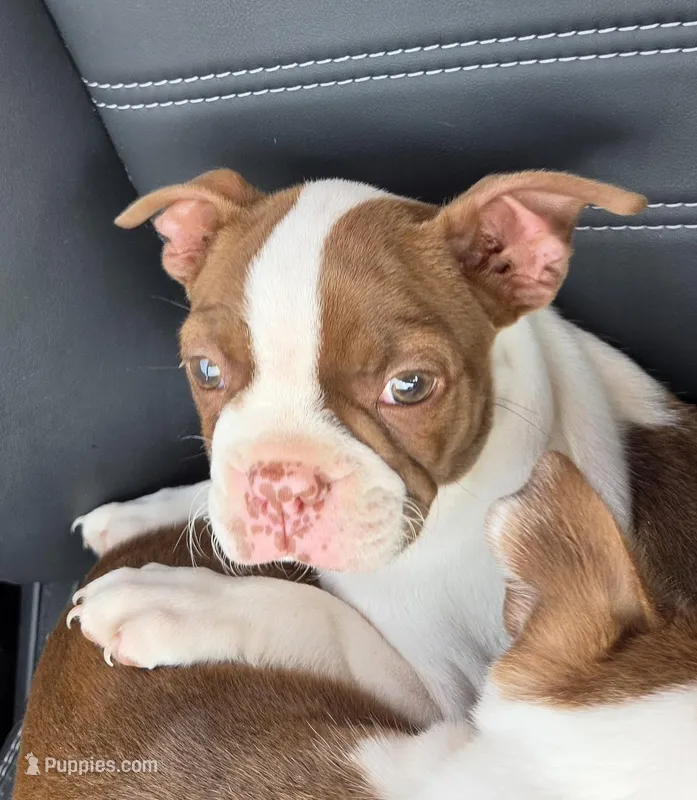 Maple  – Boston Terrier puppy for sale in Enoree, SC