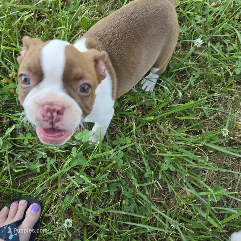 Maple , a female Boston Terrier for sale in Enoree, SC – Photo 1 of 1