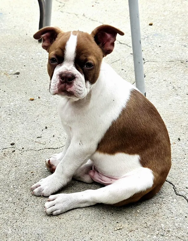 Bacon – Boston Terrier puppy on hold in Enoree, SC