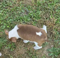 Bacon, a male Boston Terrier for sale in Enoree, SC – Photo 2 of 3