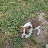 Bacon, a male Boston Terrier for sale in Enoree, SC – Photo 3 of 3