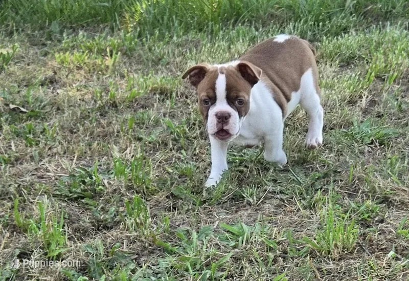 Bacon – Boston Terrier puppy for sale in Enoree, SC