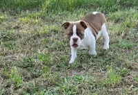 Bacon, a male Boston Terrier for sale in Enoree, SC – Photo 1 of 3