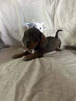Blue - Ellie Boy Chocolate & Tan, a male Miniature Dachshund for sale in Morrill, NE – Photo 3 of 3