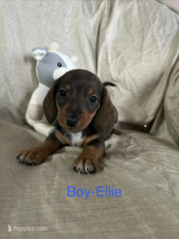 Blue - Ellie Boy Chocolate & Tan