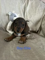Blue - Ellie Boy Chocolate & Tan, a male Miniature Dachshund for sale in Morrill, NE – Photo 1 of 3