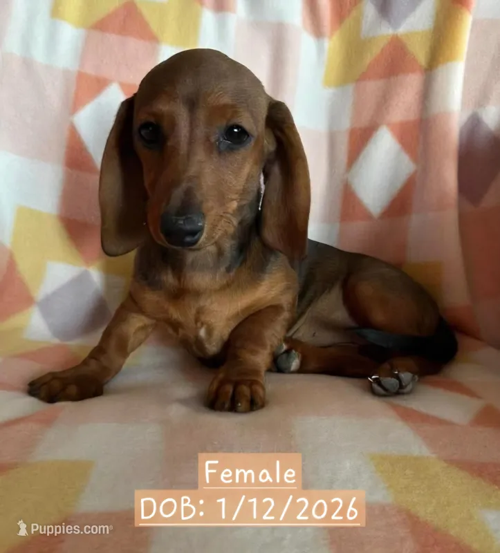 Purple - Naddie Girl – Miniature Dachshund puppy for sale in Morrill, NE