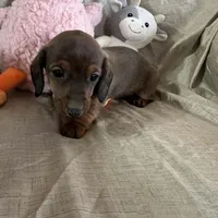 Purple - Naddie Girl, a female Miniature Dachshund for sale in Morrill, NE – Photo 2 of 3
