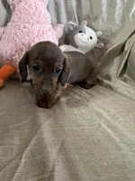 Purple - Naddie Girl, a female Miniature Dachshund for sale in Morrill, NE – Photo 2 of 3