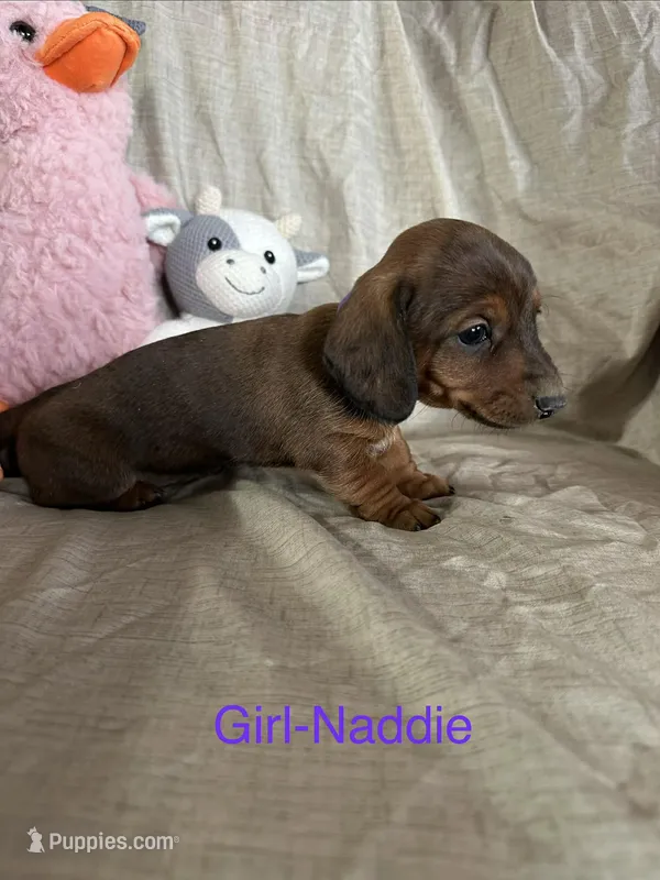 Purple - Naddie Girl