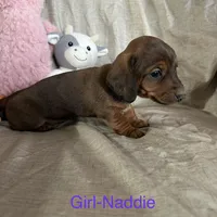 Purple - Naddie Girl, a female Miniature Dachshund for sale in Morrill, NE – Photo 1 of 3