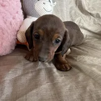 Purple - Naddie Girl, a female Miniature Dachshund for sale in Morrill, NE – Photo 3 of 3