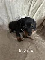 White - Ellie Boy Black & Tan, a male Miniature Dachshund for sale in Morrill, NE – Photo 1 of 3