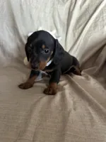 White - Ellie Boy Black & Tan, a male Miniature Dachshund for sale in Morrill, NE – Photo 2 of 3