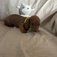 Yellow - Naddie Boy Sable, a male Miniature Dachshund for sale in Morrill, NE – Photo 3 of 3
