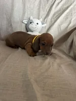 Yellow - Naddie Boy Sable, a male Miniature Dachshund for sale in Morrill, NE – Photo 3 of 3