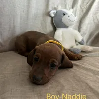 Yellow - Naddie Boy Sable, a male Miniature Dachshund for sale in Morrill, NE – Photo 1 of 3
