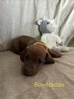 Yellow - Naddie Boy Sable, a male Miniature Dachshund for sale in Morrill, NE – Photo 1 of 3