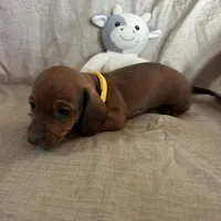 Yellow - Naddie Boy Sable, a male Miniature Dachshund for sale in Morrill, NE – Photo 2 of 3