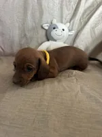 Yellow - Naddie Boy Sable, a male Miniature Dachshund for sale in Morrill, NE – Photo 2 of 3