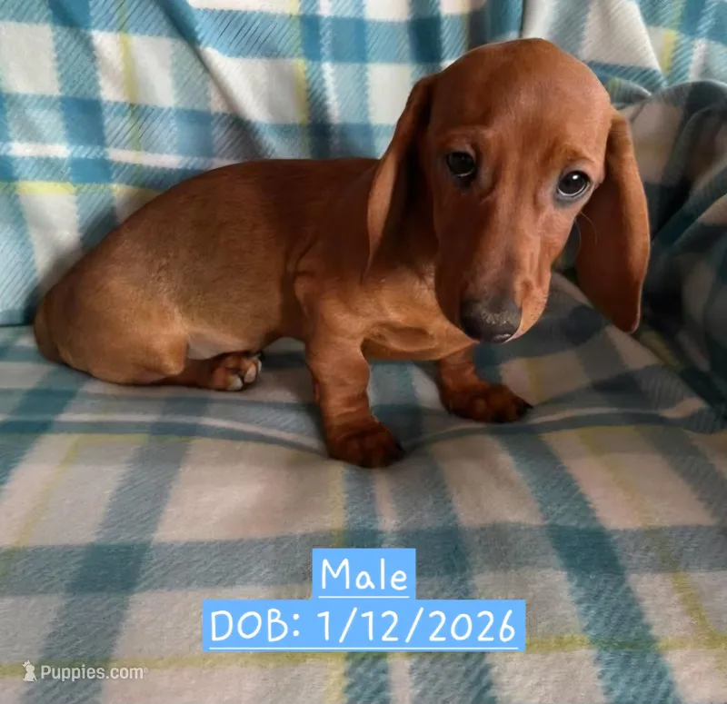 Yellow - Naddie Boy Sable – Miniature Dachshund puppy for sale in Morrill, NE