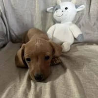 Brown - Ellie Boy Cream, a male Miniature Dachshund for sale in Morrill, NE – Photo 2 of 3