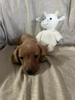 Brown - Ellie Boy Cream, a male Miniature Dachshund for sale in Morrill, NE – Photo 2 of 3