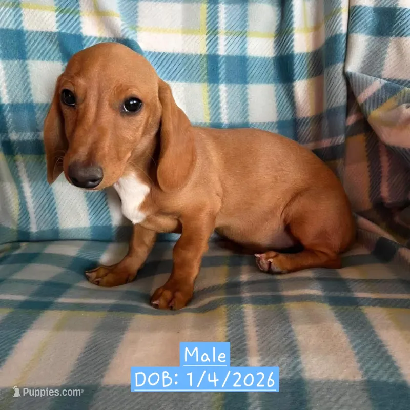 Brown - Ellie Boy Cream – Miniature Dachshund puppy for sale in Morrill, NE