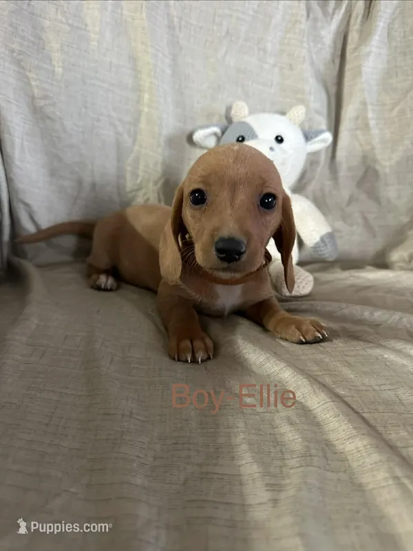 Brown - Ellie Boy Cream