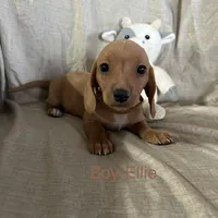 Brown - Ellie Boy Cream, a male Miniature Dachshund for sale in Morrill, NE – Photo 1 of 3