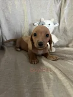 Brown - Ellie Boy Cream, a male Miniature Dachshund for sale in Morrill, NE – Photo 1 of 3