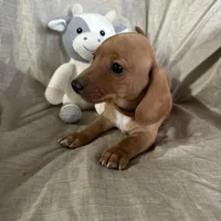 Brown - Ellie Boy Cream, a male Miniature Dachshund for sale in Morrill, NE – Photo 3 of 3