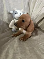 Brown - Ellie Boy Cream, a male Miniature Dachshund for sale in Morrill, NE – Photo 3 of 3