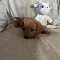 Pink - Ellie Girl Cream, a male Miniature Dachshund for sale in Morrill, NE – Photo 2 of 3